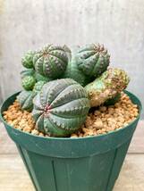 Euphorbia obesa F114【綴化・子吹】ユーフォルビア オベサ_画像6