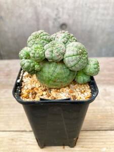 Euphorbia obesa F117【モンスト・子吹】ユーフォルビア オベサ