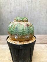 Euphorbia obesa F128【モンスト】ユーフォルビア オベサ_画像2