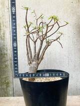 Euphorbia balsamifera F129【良型】 ユーフォルビア バルサミフェラ_画像9