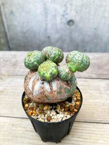 Euphorbia obesa F132【モンスト・子吹】ユーフォルビア オベサ