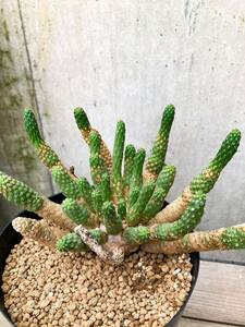 Euphorbia esculenta F137【大株・良型】 ユーフォルビア エスキュレンタ