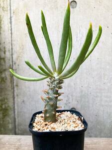 Tylecodon cacalioides F138【良型】チレコドン カカリオイデス