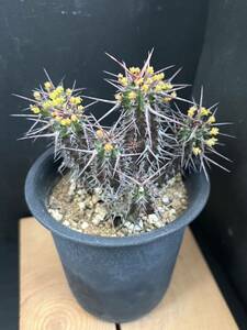 多肉植物 ユーフォルビア E.ゴリサナEuphorbia golisana