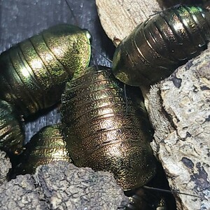 ニジイロゴキブリ 10匹+α 　エメラルドジュエルローチ　ゴキブリ　