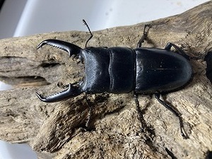 No3 対馬厳原　ツシマヒラタクワガタ　新成虫♂♀♀3頭　未使用・後食済【4/13(土)発送】