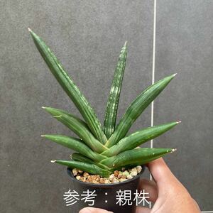 5円 サンセベリア Shadowサンスベリア sansevieria