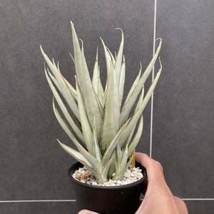 サンセベリア Strommy Silver サンスベリア sansevieria