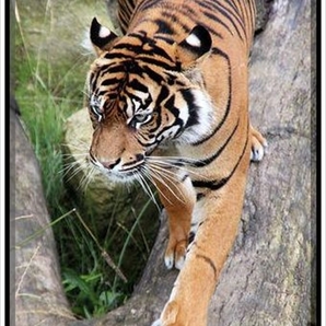 迅速対応 即日 フリー画像 送料無料 1円即決 フリー素材 フリー写真 ご自由にお使いください 動物 トラ 虎5の画像1