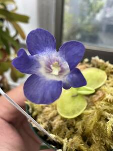 Pinguicula jackii ピンギキュラ ジャッキー ムシトリスミレ 食虫植物