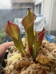 Heliamphora huberi Amuri Tepui AW ヘリアンフォラ 食虫植物