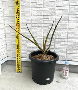  rare aloe bar belae world maximum goods kind extra-large seedling 