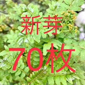 山椒の葉　木の芽　新芽　無農薬　70枚　ネコポスにて即日発送