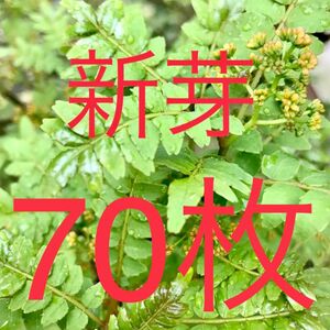 山椒の葉　木の芽　新芽　無農薬　70枚　ネコポスにて即日発送