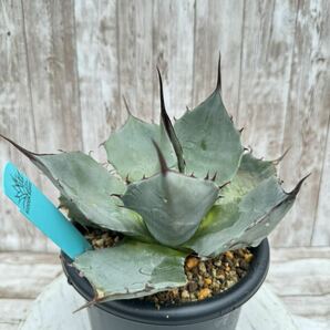 【ALISFY EXOTIC PLANTS】US株 発根済 HIDDEN AGAVE 希少 Truncata x Parrasana hybrid トランカータ x パラサナ ハイブリッド アガベの画像3