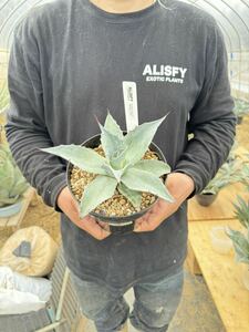 【ALISFY EXOTIC PLANTS】US株 発根済 Ovatifolia Frosty Blue ④ ※トランカータ オバティフォリア フロスティブルー フロスティーブルー