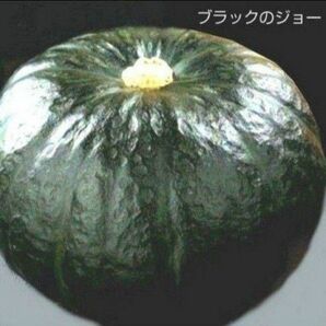 【 種子 】かぼちゃ　１５粒
