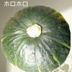 【種子】栗かぼちゃ　　１５粒　