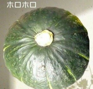 【種子】栗かぼちゃ　　１５粒　