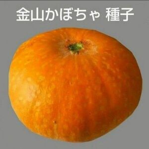 残少【 種子 】金山かぼちゃ　１５粒