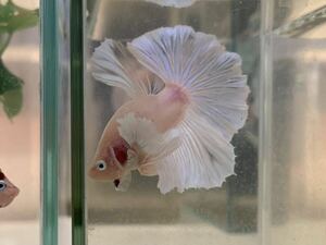  betta male Dumbo half moon (....)