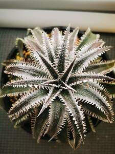 Dyckia wasabi bone Qdyckia hyb