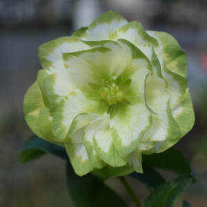 23197 23 year . distribution Christmas rose early stage germination seedling profit . many .