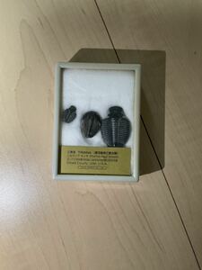 三葉虫　Trilobites 