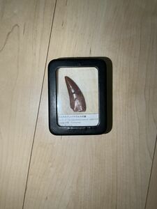 【化石】カルカロドントサウルスの歯