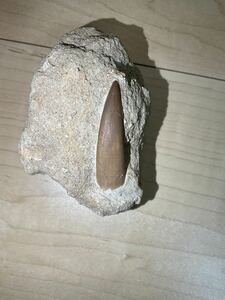 首長竜類の歯の化石