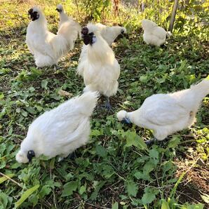 東京烏骨鶏の卵 有精卵 ニワトリ 烏骨鶏の孵化 送料無料 6個セットの画像3