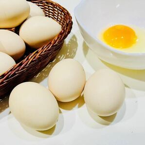 東京烏骨鶏の卵 有精卵 ニワトリ 烏骨鶏の孵化 送料無料 6個セットの画像6