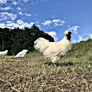 東京烏骨鶏の卵 有精卵 ニワトリ 烏骨鶏の孵化 送料無料 6個セットの画像1