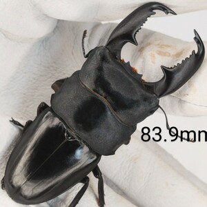 マレー半島産 マレーヒラタ 同親ペアF1 ♂83.9mm +♀44up