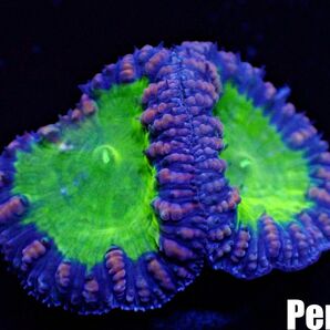 ＜Perseus＞★２枚付き★《オオタバサンゴ×蛍光グリーン》[アクアリウム][サンゴ][海水] の画像2