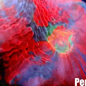 ＜Perseus＞★アウトレット個体★《レインボーキッカ》 [アクアリウム][サンゴ][海水] の画像2