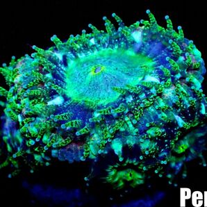 ＜Perseus＞《カクオオトゲキクメイシ×ライトグリーン》 [アクアリウム][サンゴ][海水] の画像1