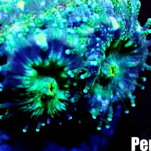 ＜Perseus＞《カクオオトゲキクメイシ×ライトグリーン》 [アクアリウム][サンゴ][海水] の画像3