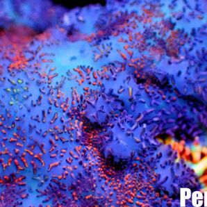 ＜Perseus＞★珍しいカラー★《Bullseye Rhodactis Mushroom：ディスク》ブルズアイ [アクアリウム][サンゴ][海水] の画像3