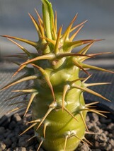 パキポディウム アンボンゲンセ② コーデックス 塊根 Pachypodium グラキリス_画像3