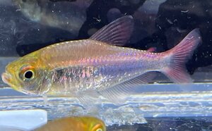 falaga Tetra (WILD). included approximately 4~5cm rom and rear (before and after) 3 pcs set 