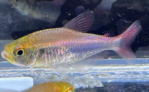 falaga Tetra (WILD). included approximately 4~5cm rom and rear (before and after) 