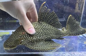 Half Spot Royal Pleco, около 24 см, включая плавники