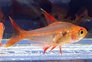  originator red Phantom Tetra *rubla. included approximately 3cm rom and rear (before and after) 1 pcs 