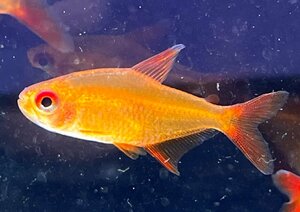  red Cherry Tetra (juruena). included approximately 3~4cm rom and rear (before and after) 5 pcs set 