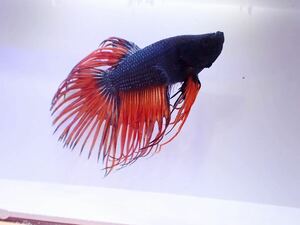 [ aquarium. exist living ]( freshwater fish / betta )CT Crown tail individual sale tropical fish 