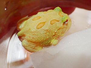 [ aquarium. exist living ]( amphibia / frog ) Clan well tsunoga L lime green sample image tropical fish 