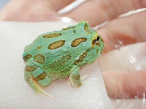 [ aquarium. exist living ]( amphibia / frog ) Clan well tsunoga L peppermint sample image tropical fish 