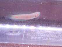 【アクアリウムのある暮らし】(淡水魚)プラチナコウタイ 1匹 サンプル画像 大型魚 熱帯魚_画像3