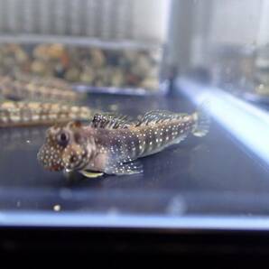 【アクアリウムのある暮らし】(海水魚)ロウソクギンポ 1匹 サンプル画像の画像1